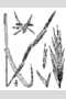 View a larger version of this image and Profile page for Glyceria acutiflora Torr.