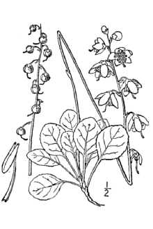 Line Drawing of Pyrola chlorantha Sw.
