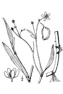 Line Drawing of Ranunculus ambigens S. Watson