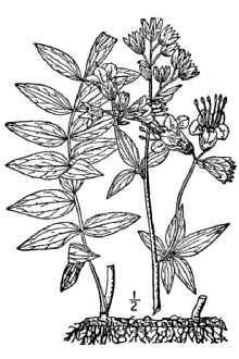 Line Drawing of Polemonium vanbruntiae Britton