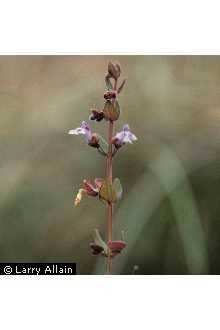 Photo of Scutellaria parvula Michx.