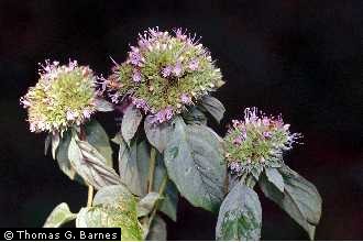 Photo of Pycnanthemum pycnanthemoides (Leavenworth) Fernald