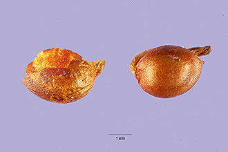 Photo of Sanguisorba canadensis L.