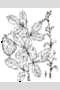 View a larger version of this image and Profile page for Desmodium obtusum (Muhl. ex Willd.) DC.