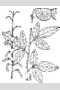 View a larger version of this image and Profile page for Desmodium obtusum (Muhl. ex Willd.) DC.