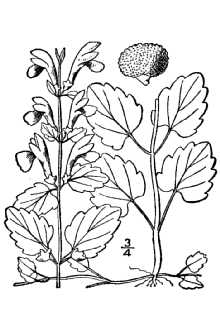 Line Drawing of Scutellaria saxatilis Riddell