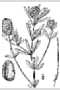 View a larger version of this image and Profile page for Polygala cruciata L.