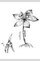 View a larger version of this image and Profile page for Isotria medeoloides (Pursh) Raf.