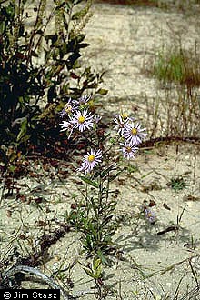 Photo of Eurybia spectabilis (Aiton) G.L. Nesom