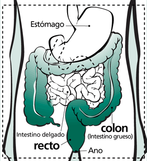 Diagrama del Colon y del Recto: Estómago, Intestino delgado, colon (lntestino grueso) recto y Ano