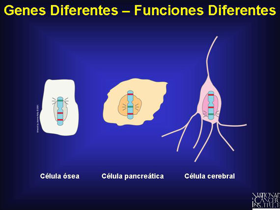Genes Diferentes - Funciones Diferentes