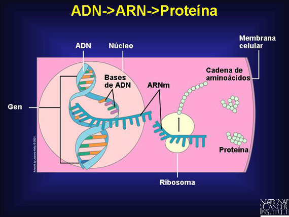 ADN->ARN->Proteína