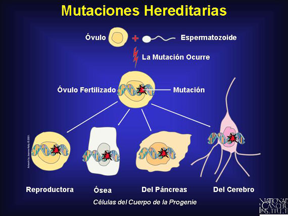 Mutaciones Hereditarias
