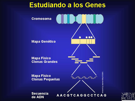 Estudiando a los Genes
