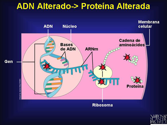 ADN Alterado-> Proteína Alterada