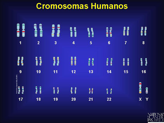 Cromosomas Humanos