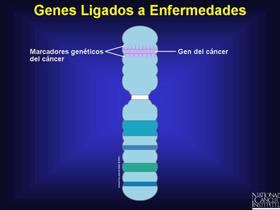 Genes Ligados a Enfermedades