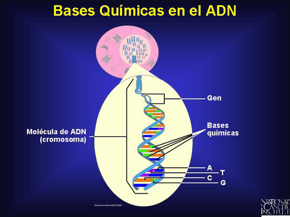 Bases Químicas en el ADN