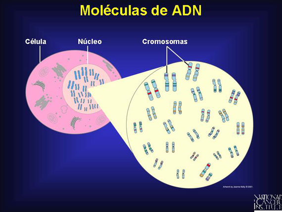 Moléculas de ADN