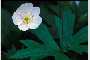 View a larger version of this image and Profile page for Anemone canadensis L.