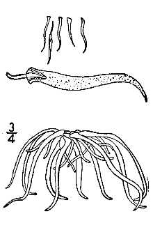 Line Drawing of Wolffiella gladiata (Hegelm.) Hegelm.