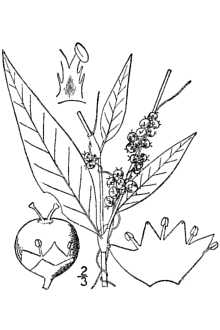 Line Drawing of Cuscuta polygonorum Engelm.