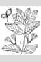 View a larger version of this image and Profile page for Lonicera canadensis Bartram ex Marsh.