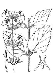 Line Drawing of Salvia urticifolia L.