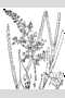 View a larger version of this image and Profile page for Stenanthium gramineum (Ker Gawl.) Morong