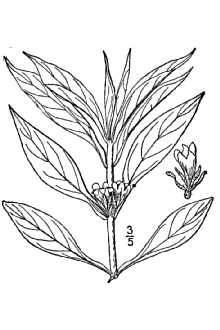 Line Drawing of Triosteum angustifolium L.