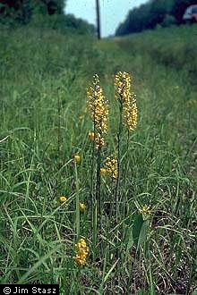 Photo of Platanthera cristata (Michx.) Lindl.