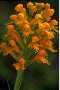 View a larger version of this image and Profile page for Platanthera cristata (Michx.) Lindl.