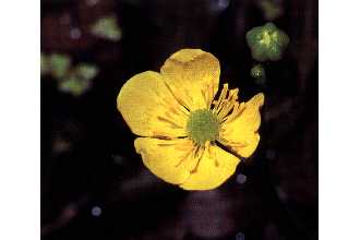Photo of Ranunculus flabellaris Raf.