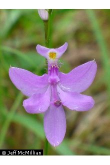 Photo of Calopogon tuberosus (L.) Britton, Sterns & Poggenb.