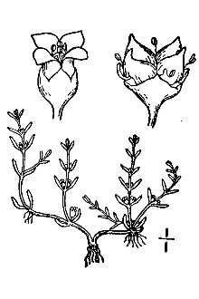 Line Drawing of Crassula aquatica (L.) Schoenl.