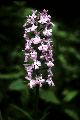 View a larger version of this image and Profile page for Platanthera psycodes (L.) Lindl.