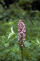 View a larger version of this image and Profile page for Platanthera psycodes (L.) Lindl.
