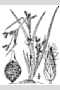 View a larger version of this image and Profile page for Rhynchospora scirpoides (Torr.) A. Gray