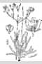 View a larger version of this image and Profile page for Phemeranthus teretifolius (Pursh) Raf.
