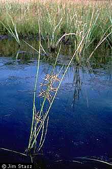 Photo of Rhynchospora inundata (Oakes) Fernald
