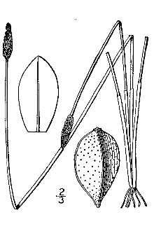 Line Drawing of Eleocharis tricostata Torr.