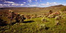 sagebrush country, photo by Rich Walter