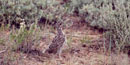 young sage grouse