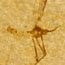 This fossil mosquito was found in the Fossil Lake deposits. Insect fossils are rare compared to fish and have not been researched.