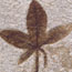 Research on fossil leaves like this one will provide information about the climate 50 million years ago.