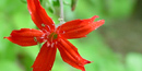 Fire Pink, a bright red appalachian wildflower.