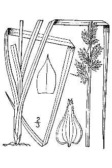 Line Drawing of Carex conjuncta Boott