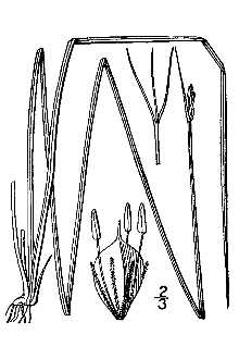 Line Drawing of Schoenoplectus subterminalis (Torr.) Soják