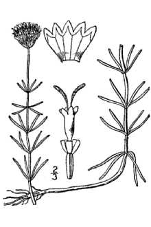 Line Drawing of Sclerolepis uniflora (Walter) Britton, Sterns & Poggenb.