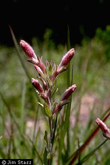 Photo of Schwalbea americana L.